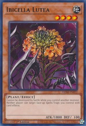 Ibicella Lutea [VASM-EN052] Rare