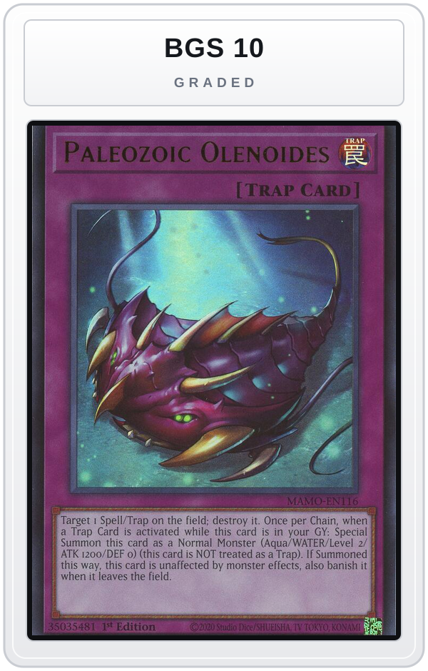 Graded - Paleozoic Olenoides — BGS 10 graded overlay
