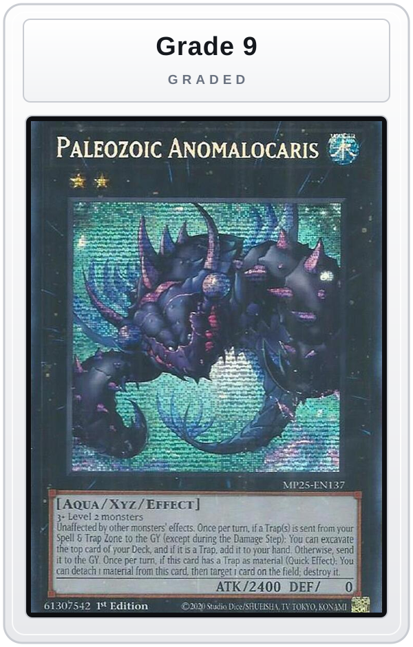 Graded - Paleozoic Anomalocaris — Grade 9 graded overlay