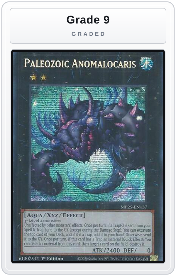 Graded - Paleozoic Anomalocaris — Grade 9 graded overlay